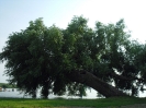 2013-07 - Dovolená - Maďarsko - Chorvatsko_41